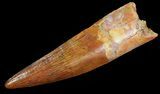 Spinosaurus Tooth - Almost No Tip Wear #66936-1